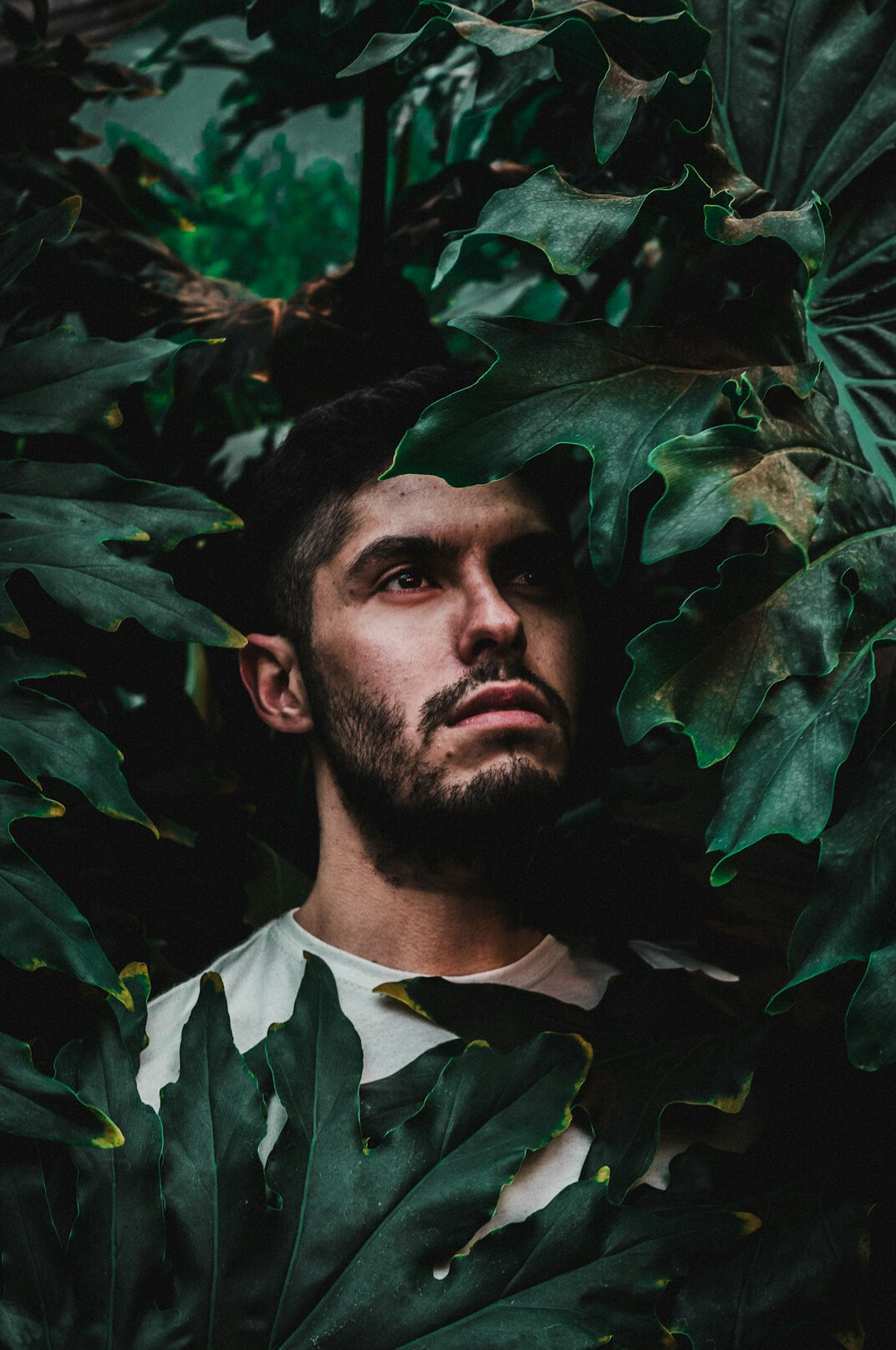 Portrait of a bearded man looking at the camera